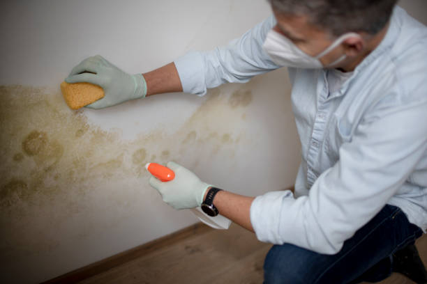 Best Residential Mold Remediation in Bay Point, CA