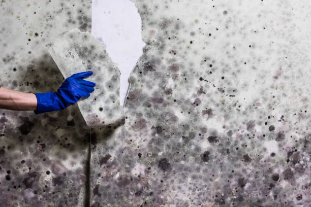 Best Commercial Mold Remediation in Bay Point, CA