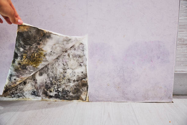 Best Post-Flood Mold Remediation in Bay Point, CA